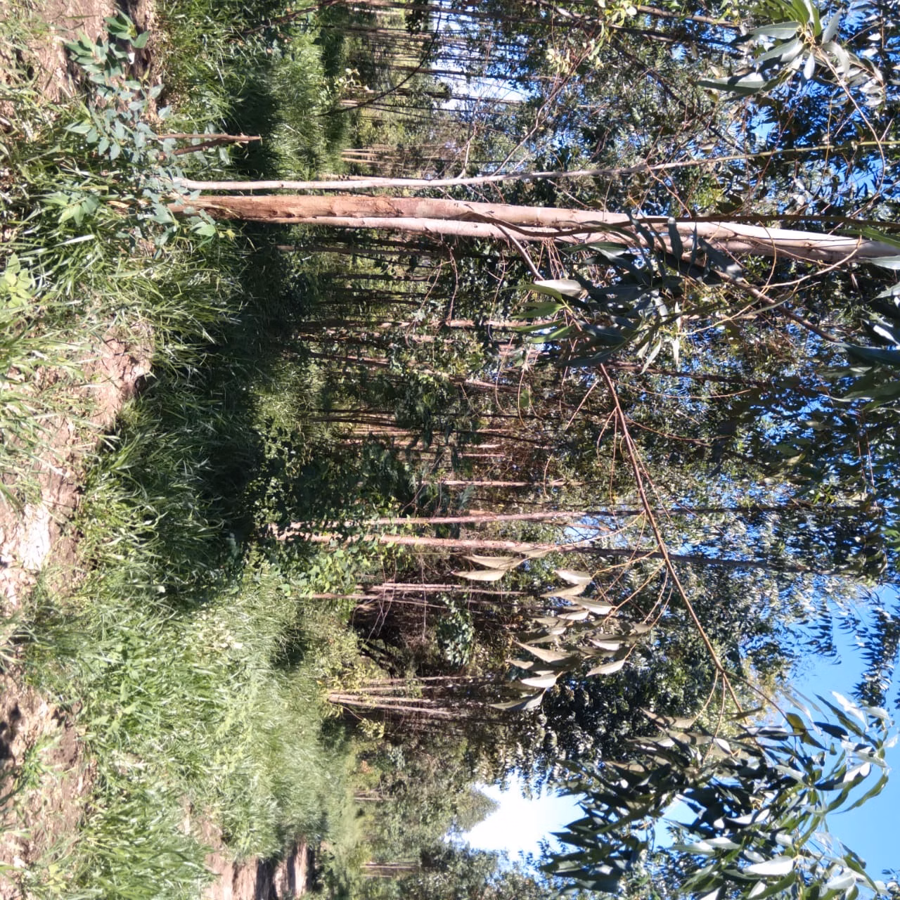 Sítio de 24 ha em Angatuba, SP