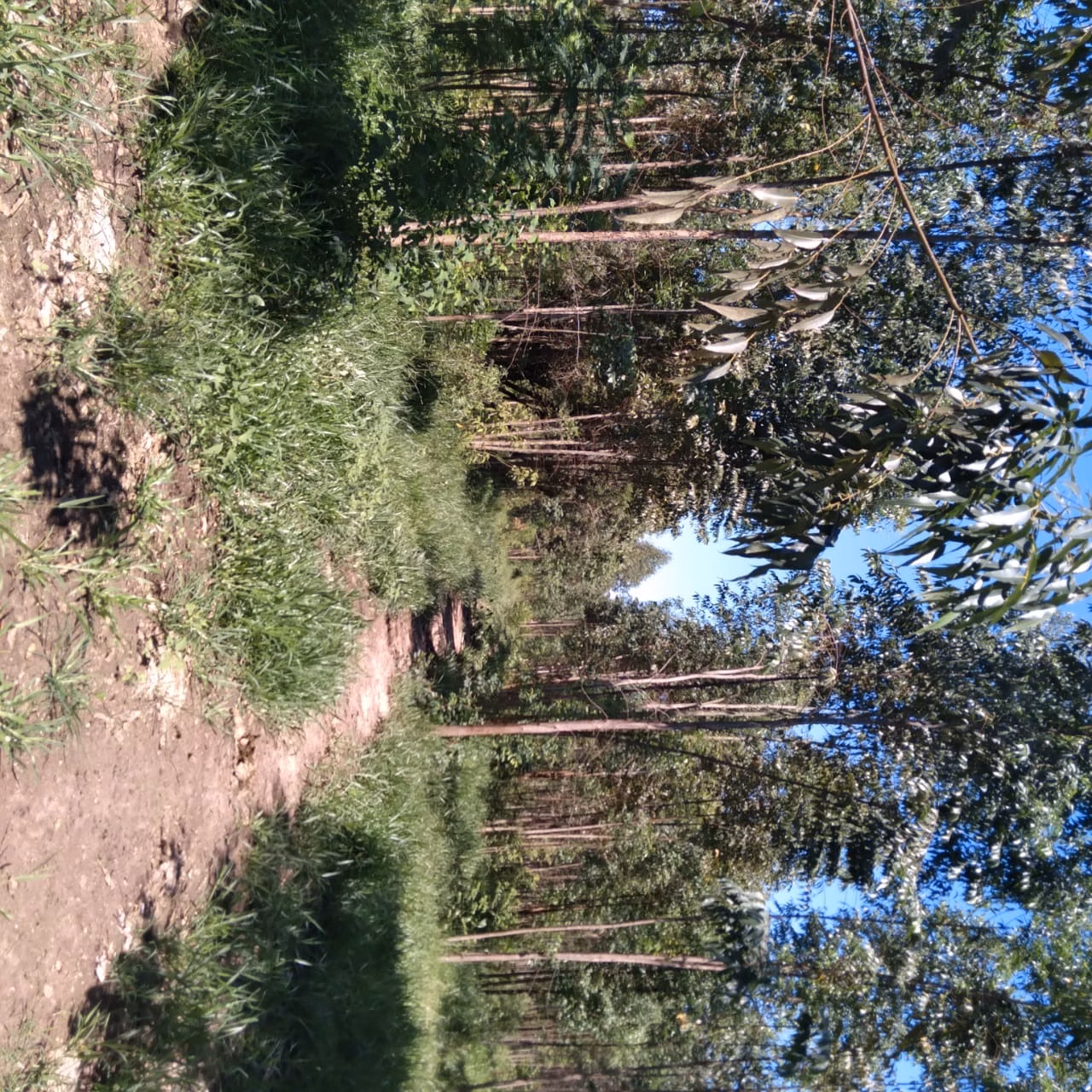 Small farm of 60 acres in Angatuba, SP, Brazil