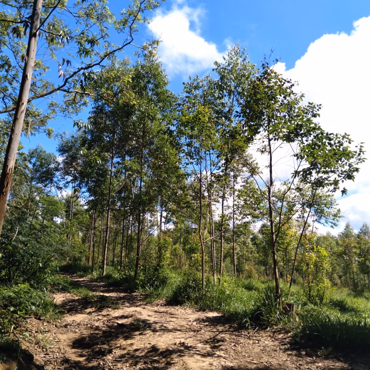 Small farm of 60 acres in Angatuba, SP, Brazil