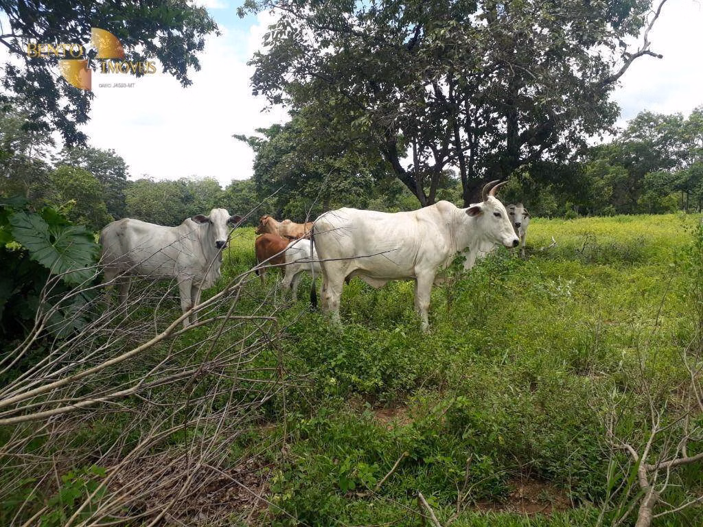 Fazenda de 2.300 ha em Várzea Grande, MT
