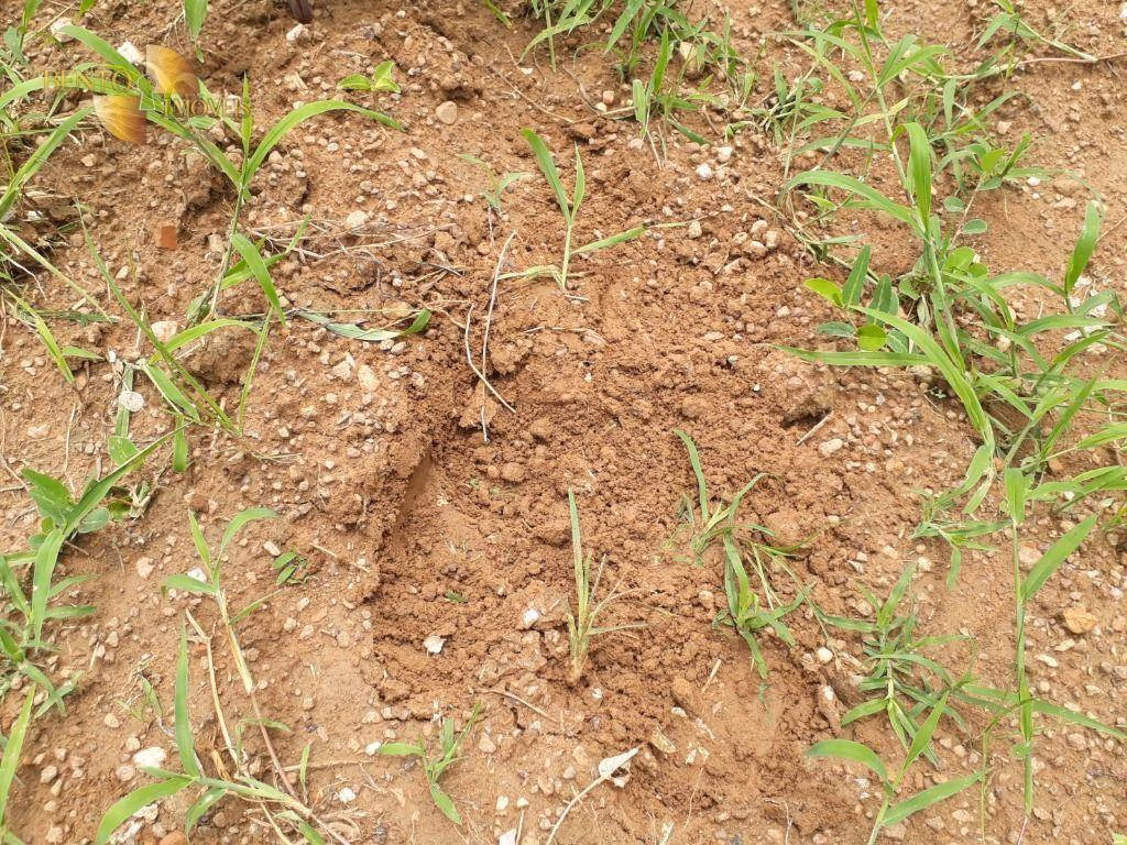 Fazenda de 2.300 ha em Várzea Grande, MT
