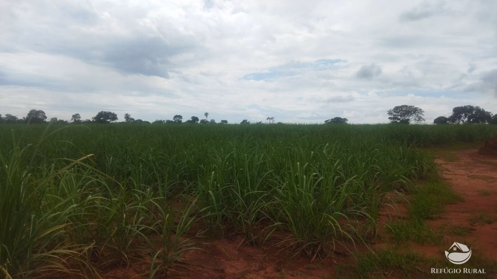 Small farm of 72 acres in Frutal, MG, Brazil