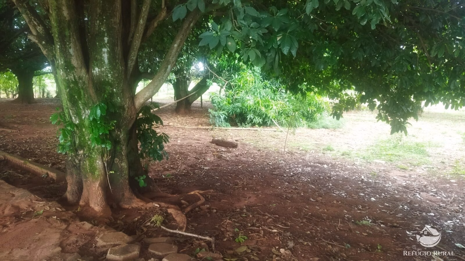Sítio de 29 ha em Frutal, MG
