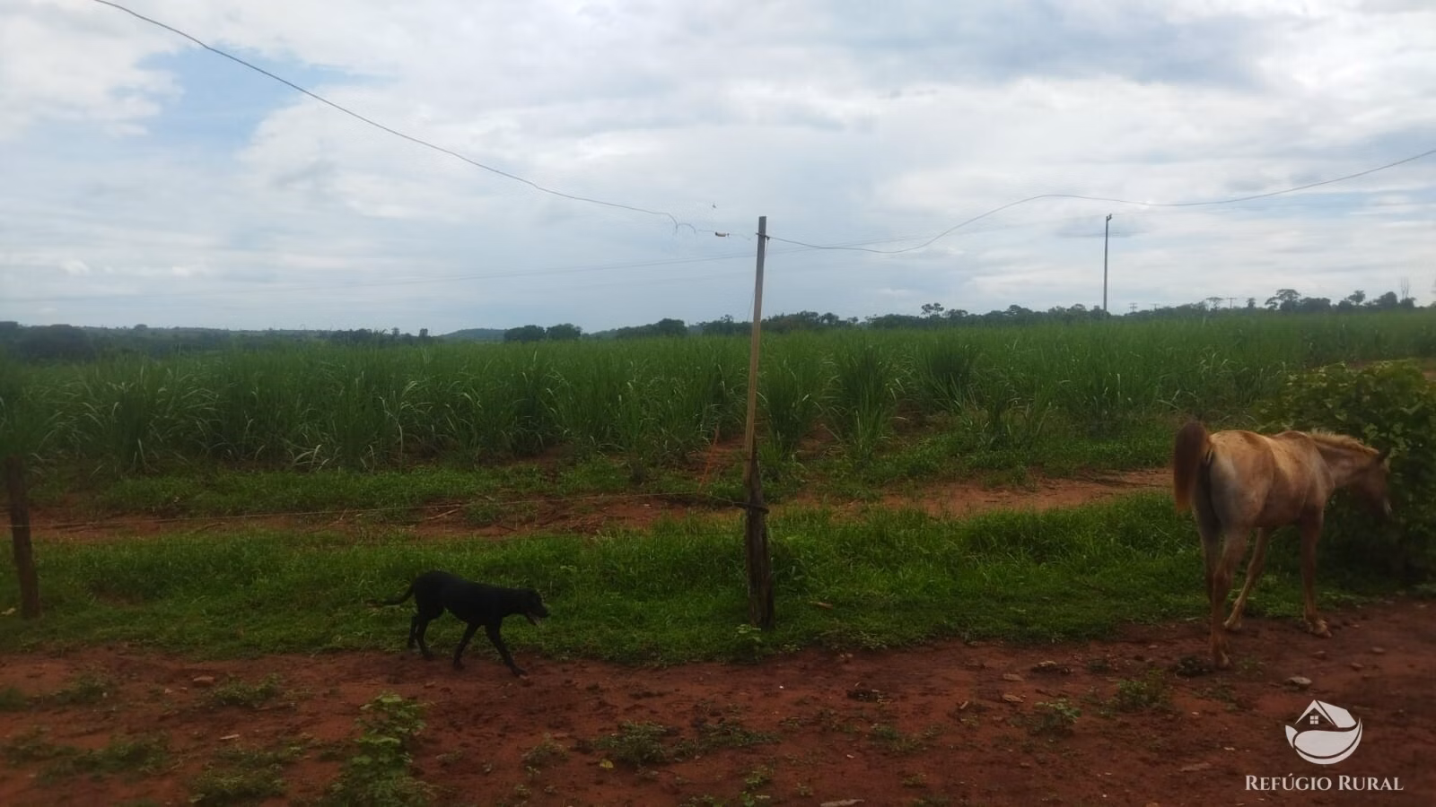 Sítio de 29 ha em Frutal, MG