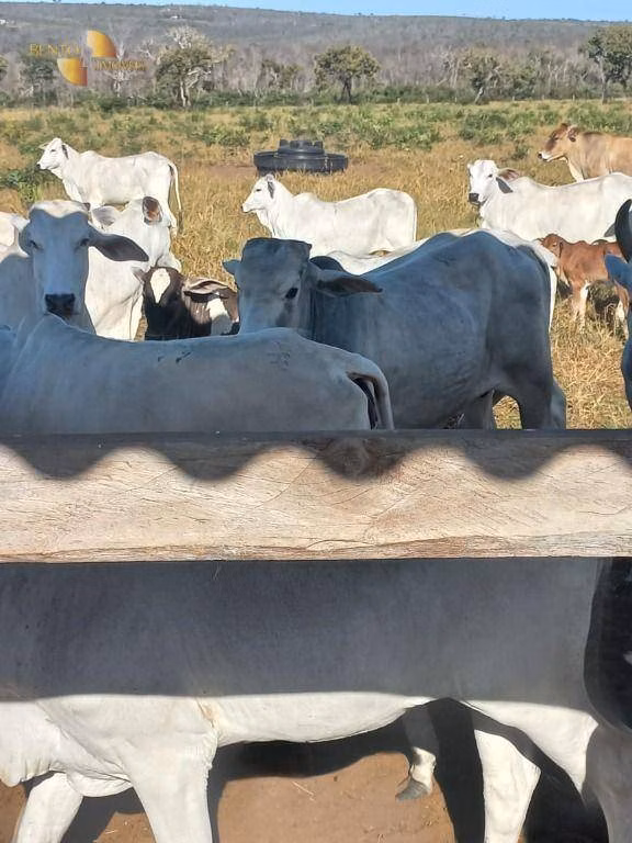 Farm of 833 acres in Juscimeira, MT, Brazil