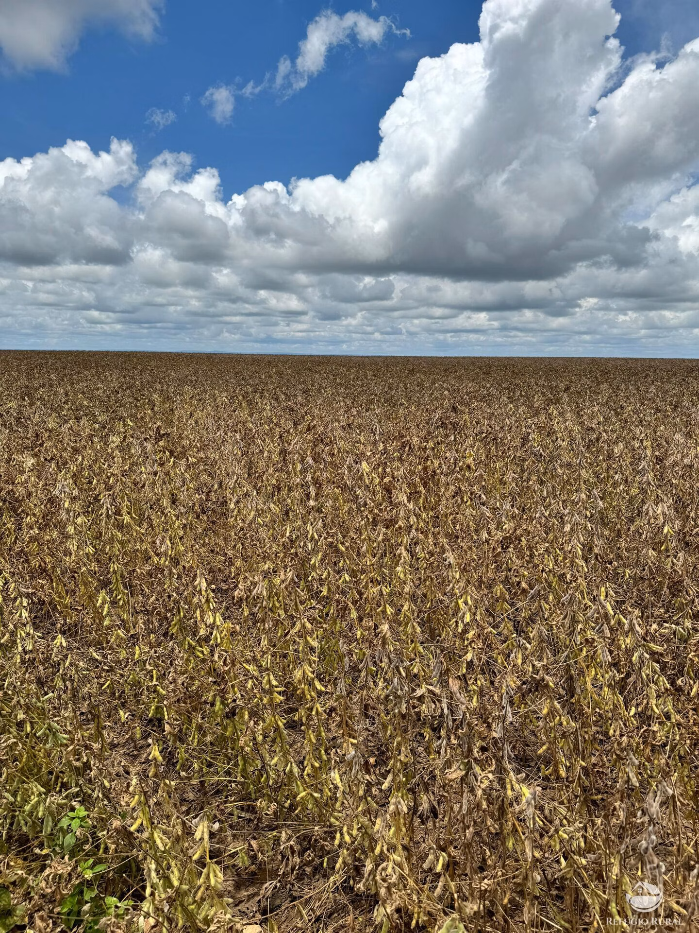 Fazenda de 803 ha em Nova Brasilândia, MT