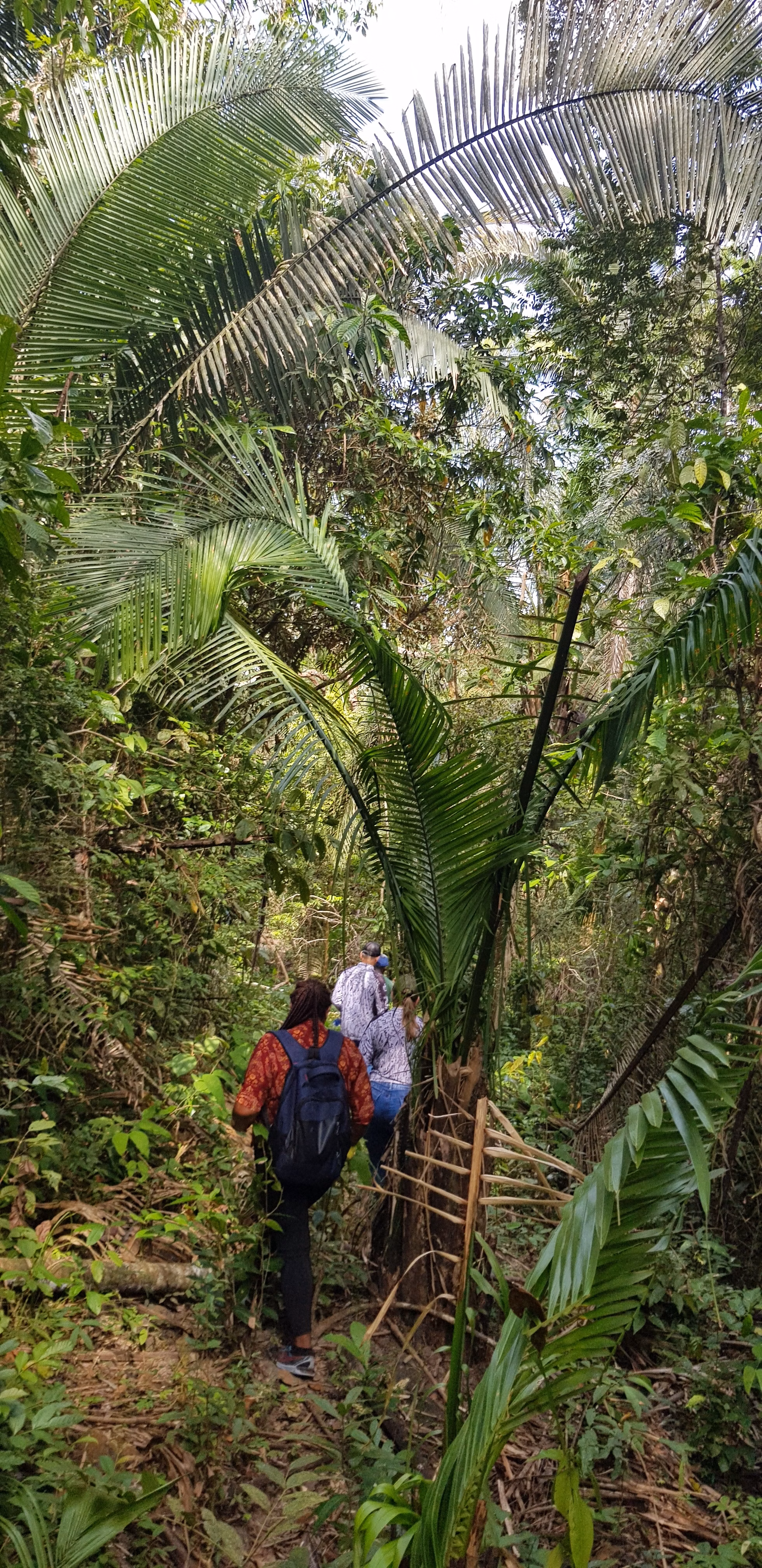Fazenda de 499 ha em Bacuri, MA
