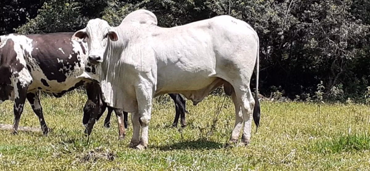 Kleiner Bauernhof zum Verkauf von 5 ha in Santo Antônio da Alegria, SP