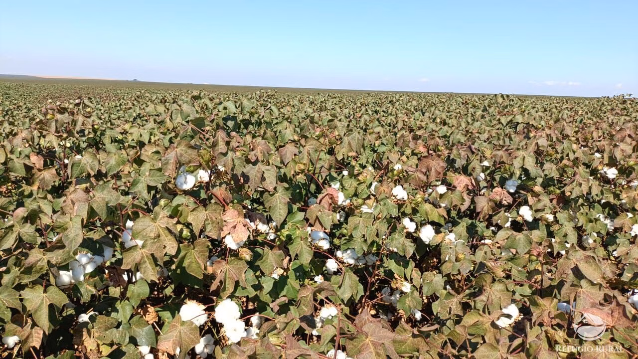 Fazenda de 600 ha em Jaciara, MT