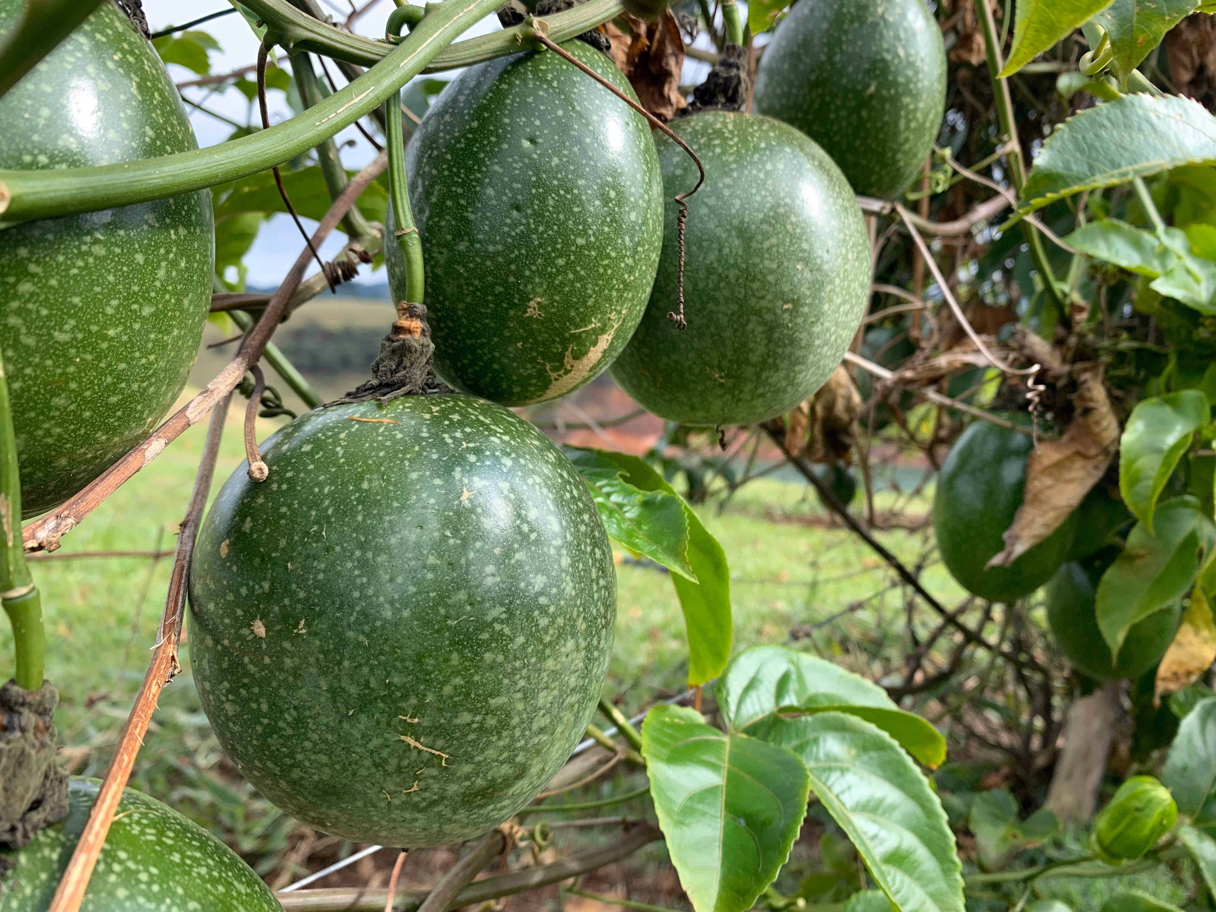 Chácara à venda de 3 ha em Paraibuna, SP