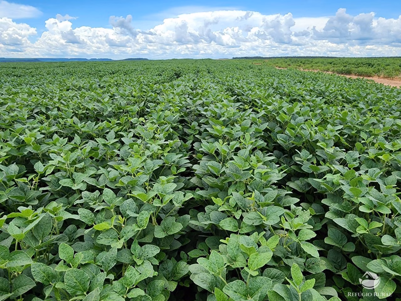Fazenda de 2.280 ha em Tesouro, MT