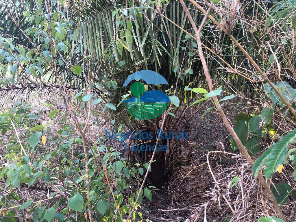 Farm of 1.196 acres in Jaú do Tocantins, TO, Brazil