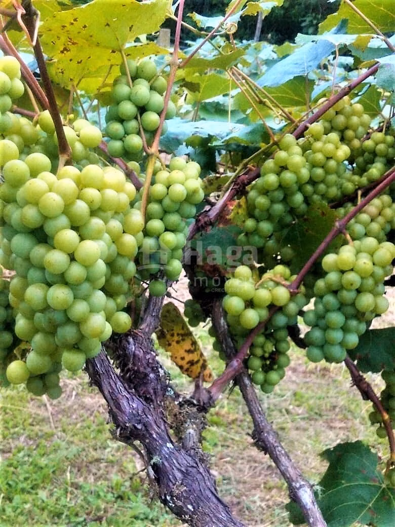 Fazenda de 20 ha em Ibirama, SC