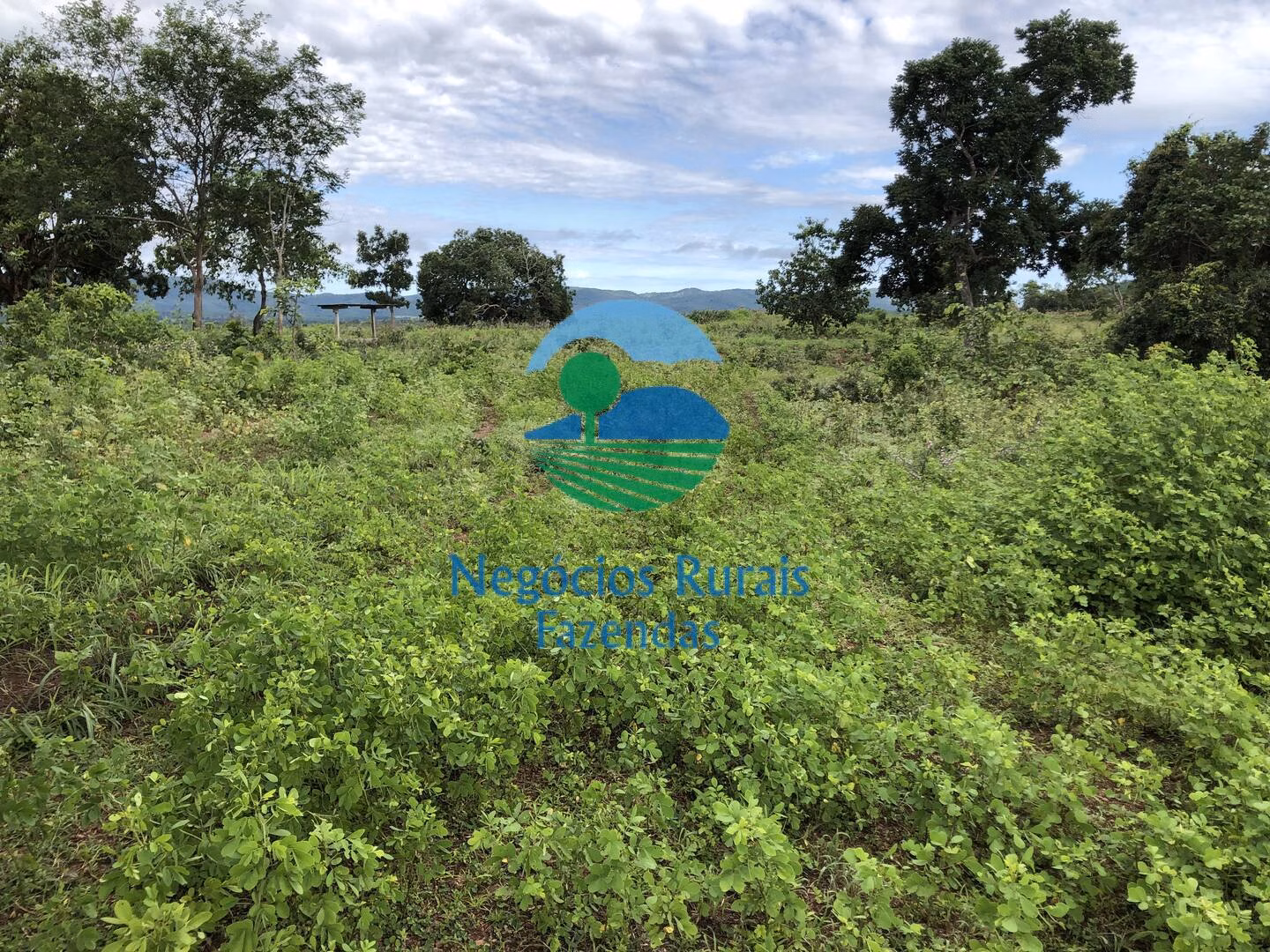 Fazenda de 561 ha em Porangatu, GO