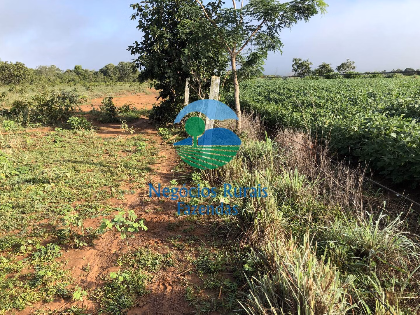 Fazenda de 561 ha em Porangatu, GO