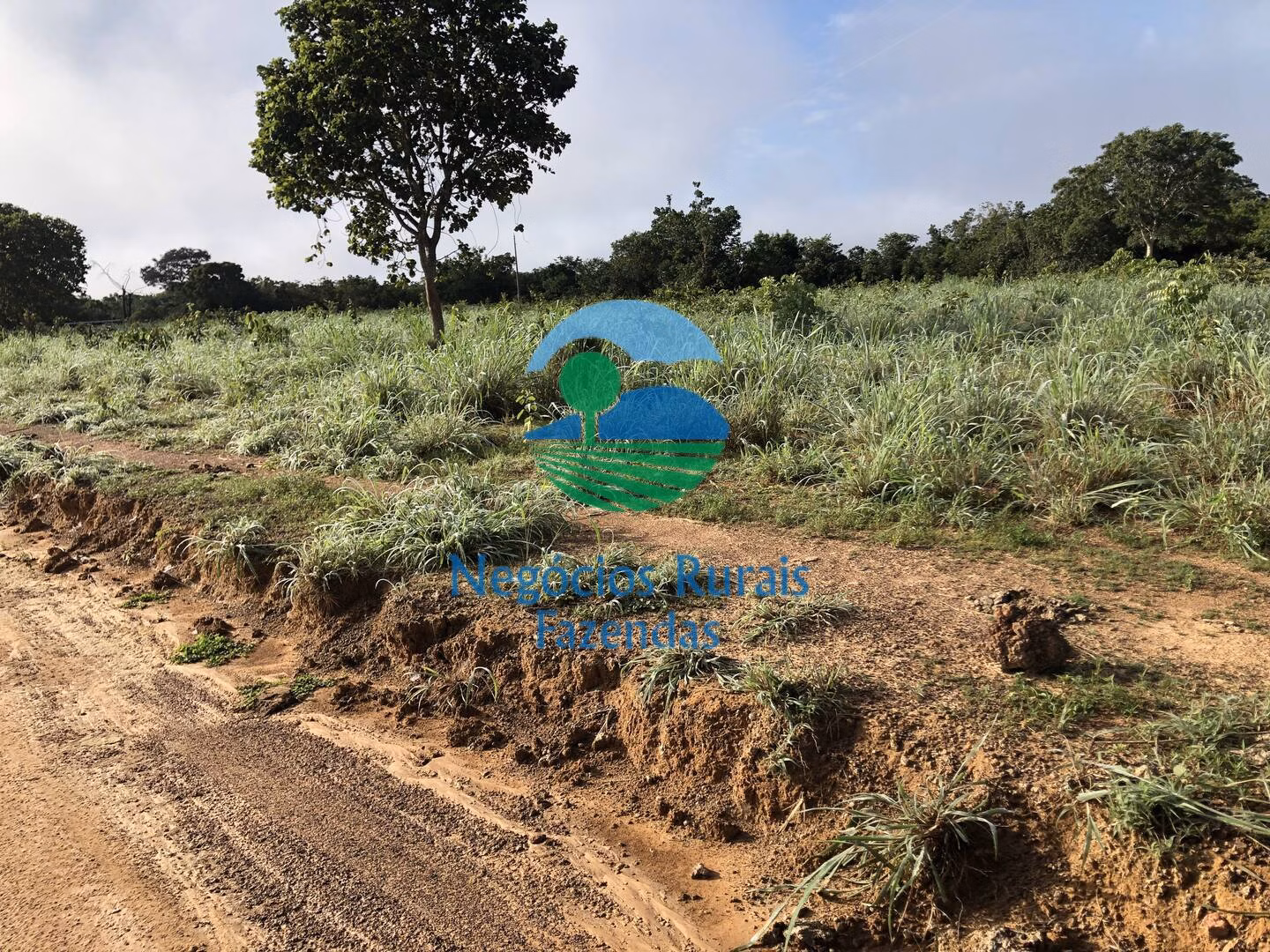 Fazenda de 561 ha em Porangatu, GO