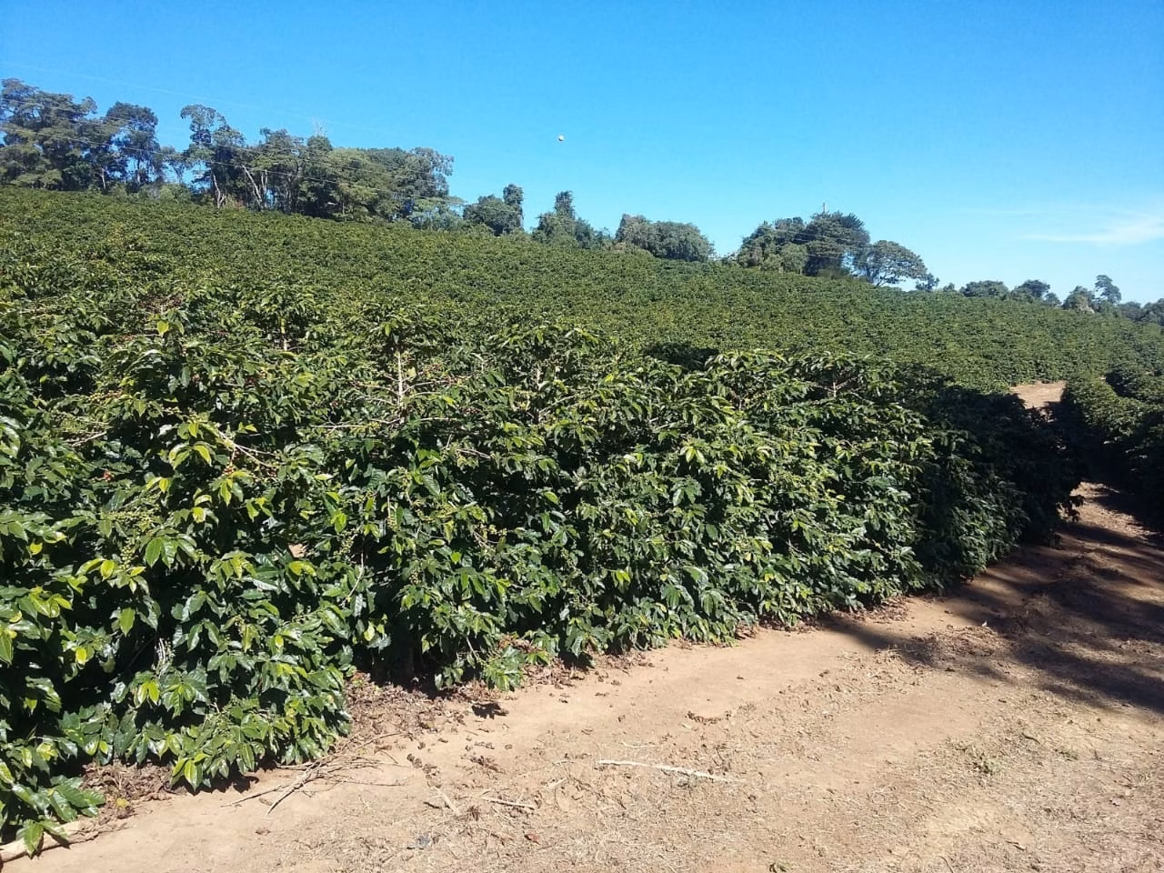 Fazenda de 680 ha em Lambari, MG