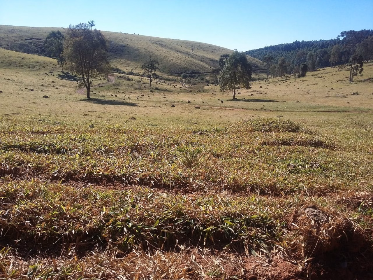 Fazenda de 680 ha em Lambari, MG