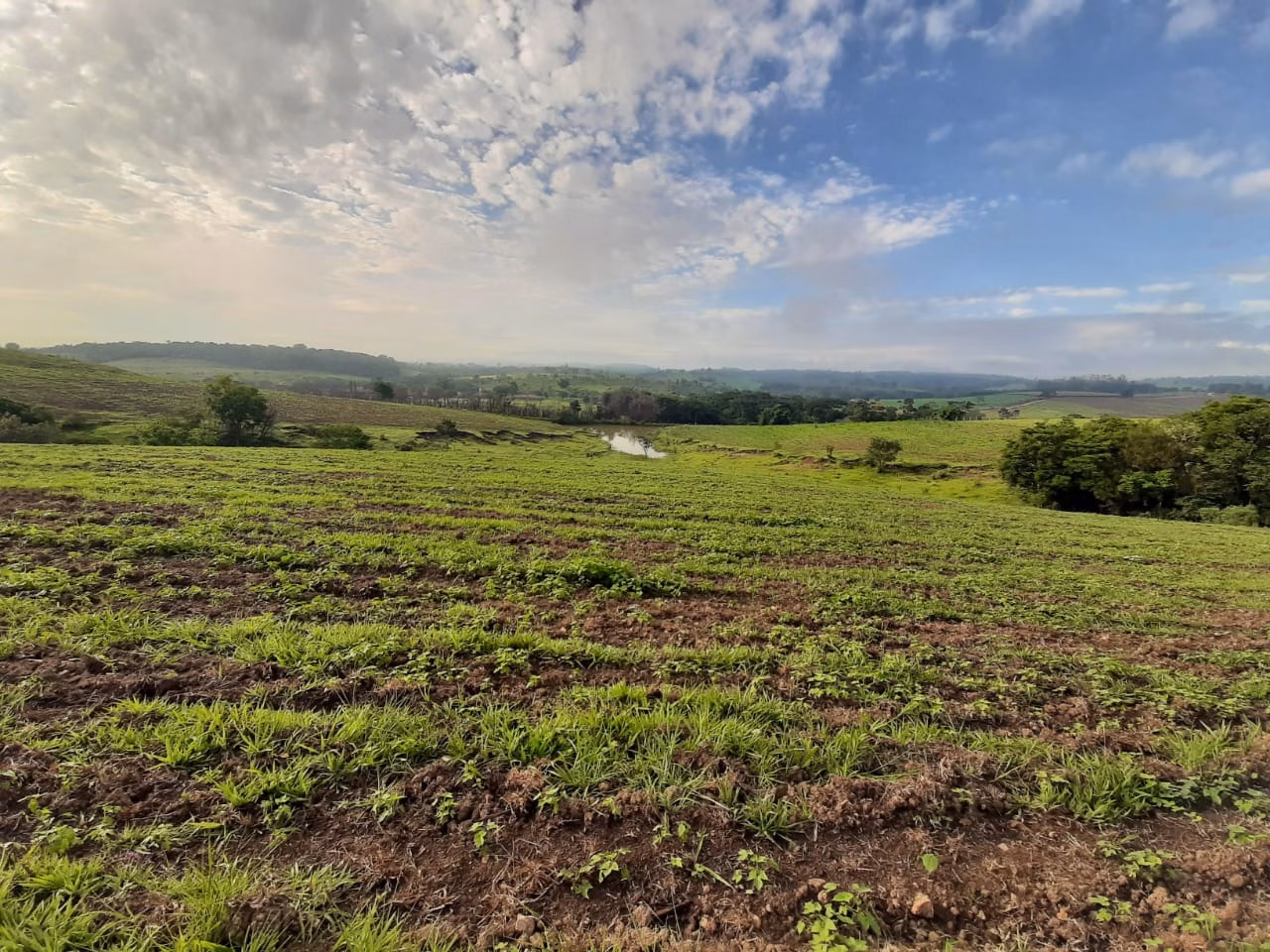 Small farm of 39 acres in Quadra, SP, Brazil