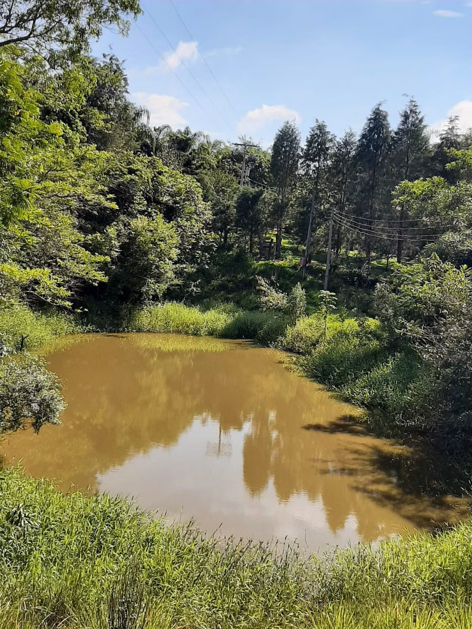 Small farm of 39 acres in Quadra, SP, Brazil