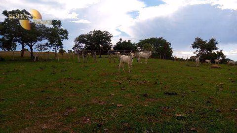 Fazenda de 434 ha em Nossa Senhora do Livramento, MT
