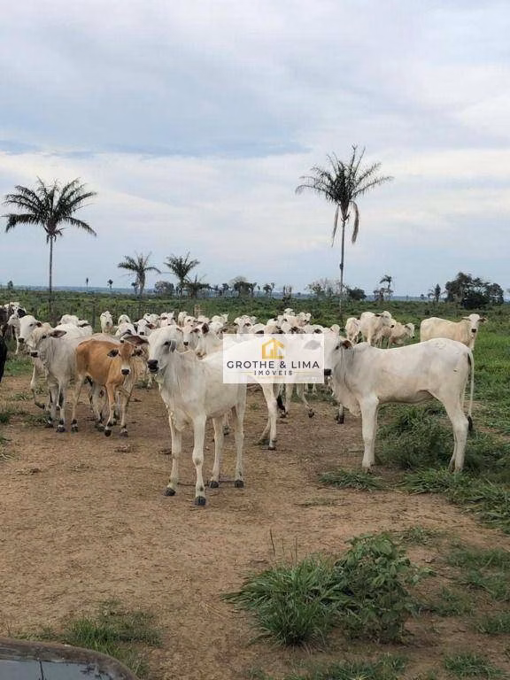 Fazenda de 2.628 ha em Wanderlândia, TO
