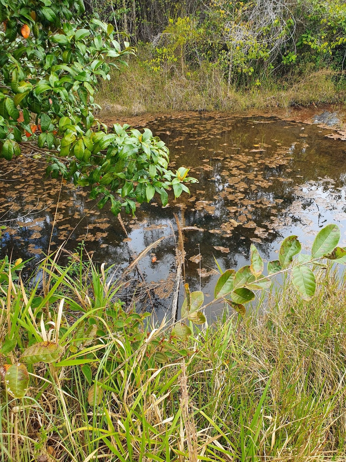 Fazenda de 45 ha em Ilhéus, BA