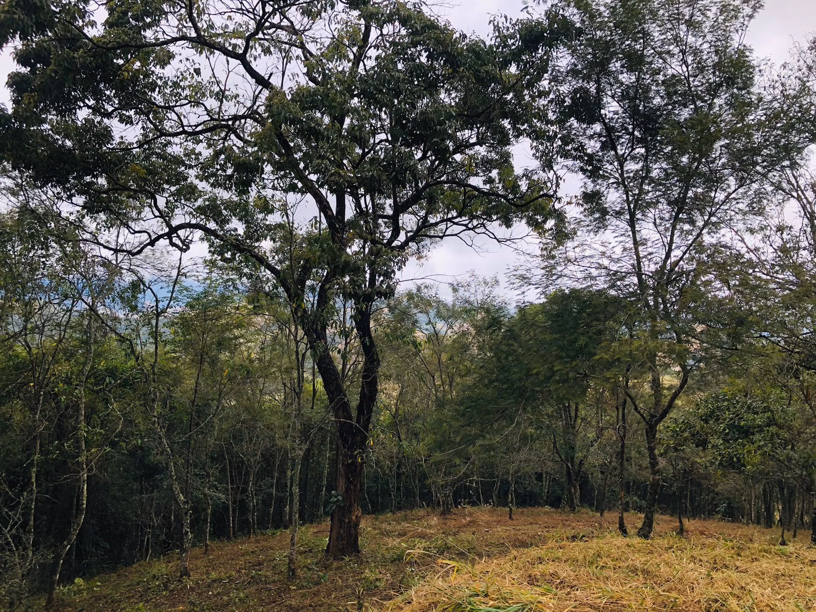 Terreno de 3 ha em Monteiro Lobato, SP