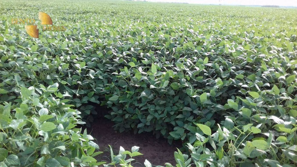 Fazenda de 4.080 ha em Ribeirão Cascalheira, MT
