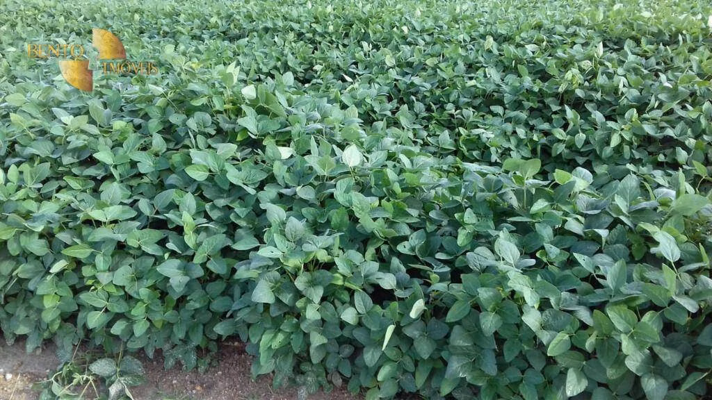 Fazenda de 4,080 ha em Ribeirão Cascalheira, MT
