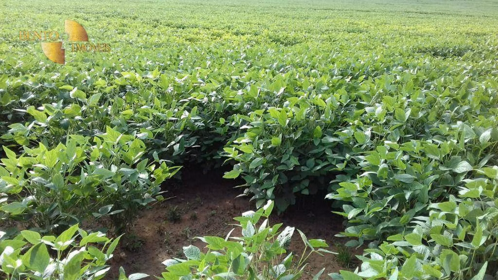 Fazenda de 4.080 ha em Ribeirão Cascalheira, MT