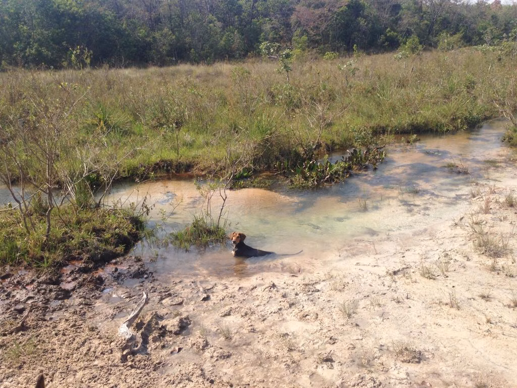 Farm of 2,183 acres in Ribas do Rio Pardo, MS, Brazil