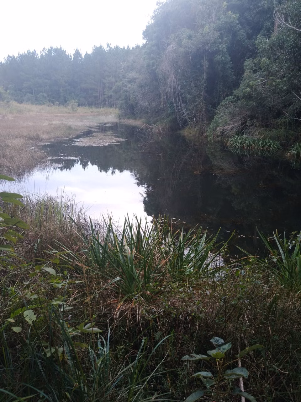 Farm of 317 acres in Itapetininga, SP, Brazil