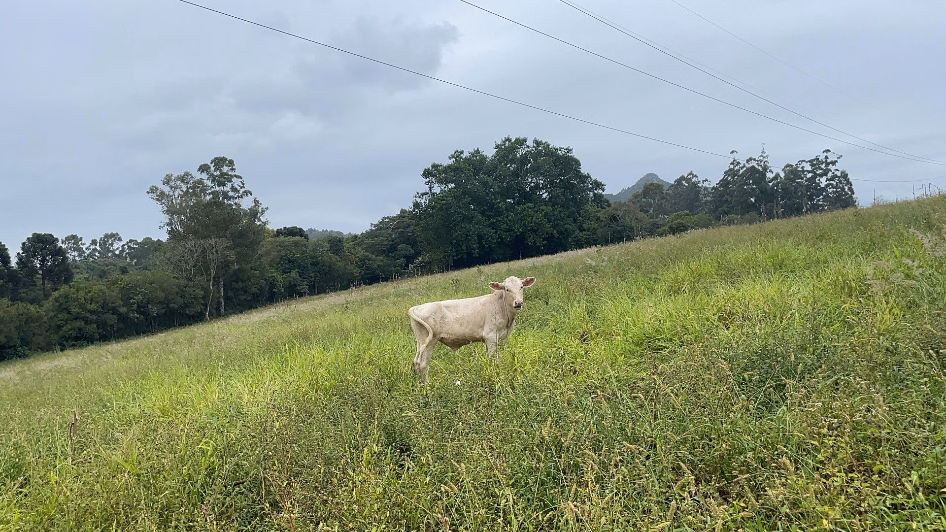 Country home of 8 acres in Gravataí, RS, Brazil