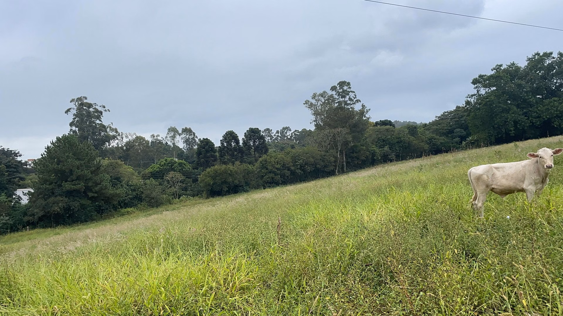 Chácara de 3 ha em Gravataí, RS