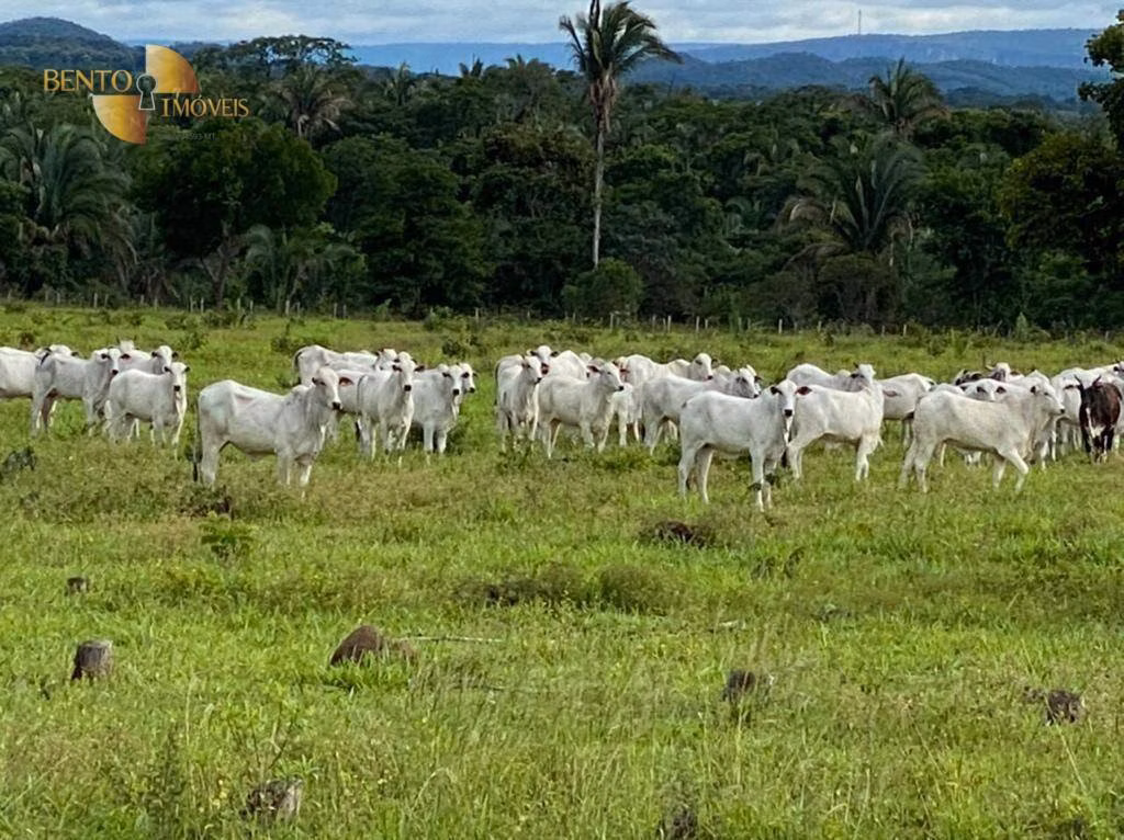 Fazenda de 174 ha em Cuiabá, MT