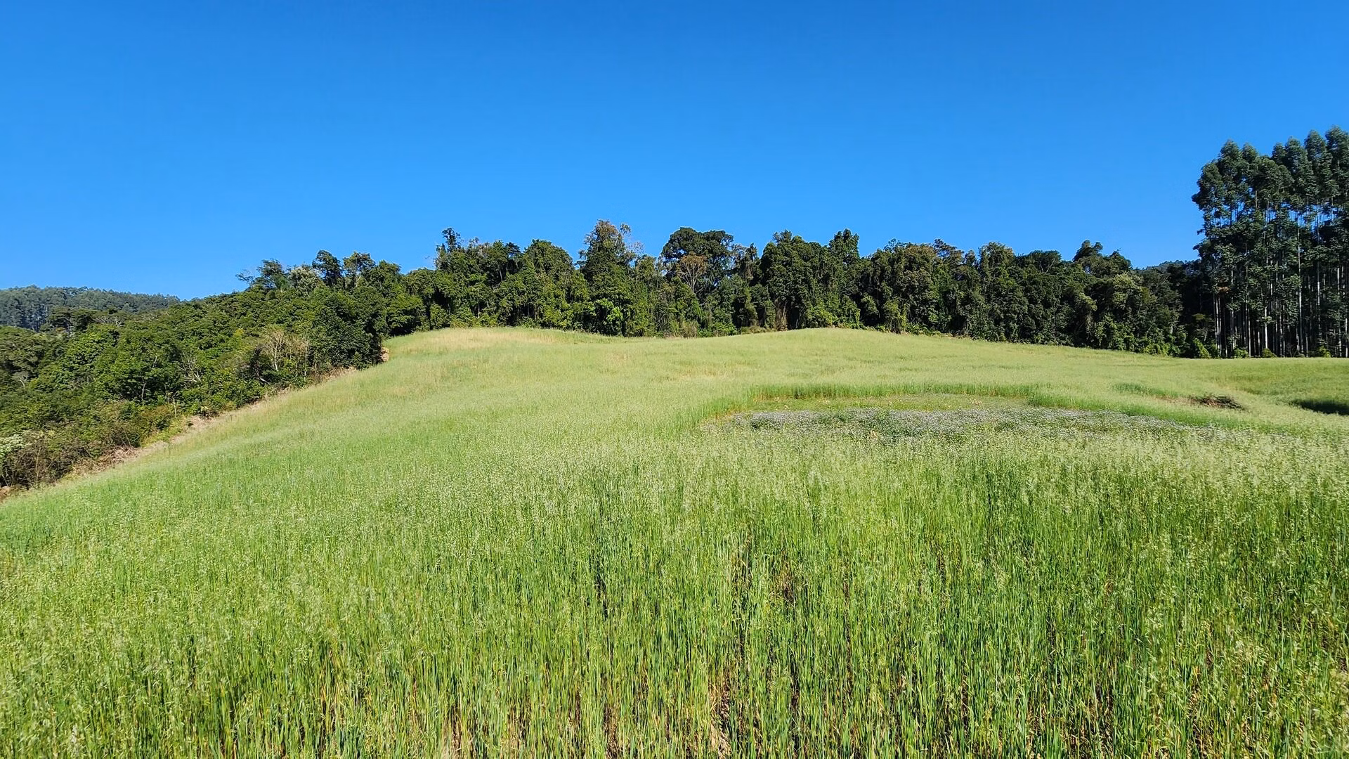 Sítio de 9 ha em Rio do Sul, SC