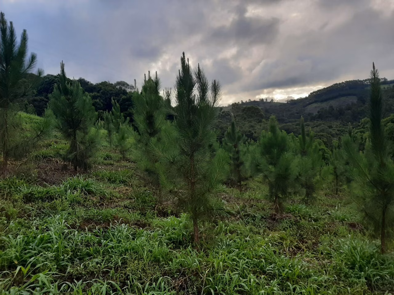 Sítio de 73 ha em Ribeirão Branco, SP