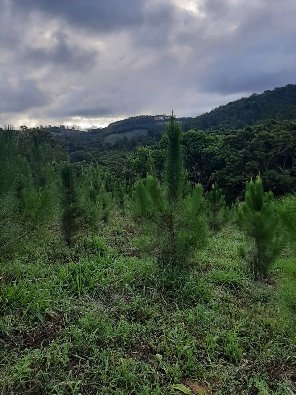 Sítio de 73 ha em Ribeirão Branco, SP
