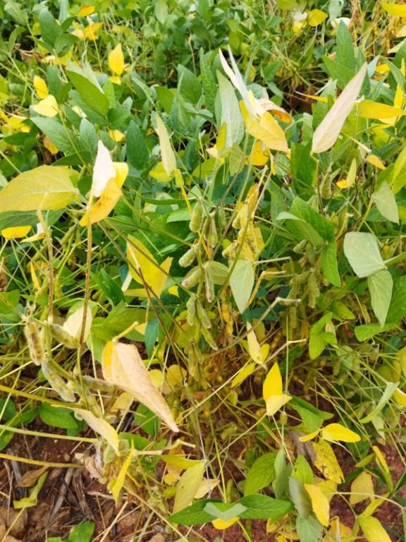 Fazenda de 4.800 ha em Nova Maringá, MT