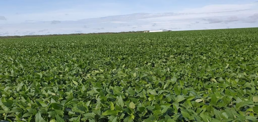 Fazenda de 4.800 ha em Nova Maringá, MT