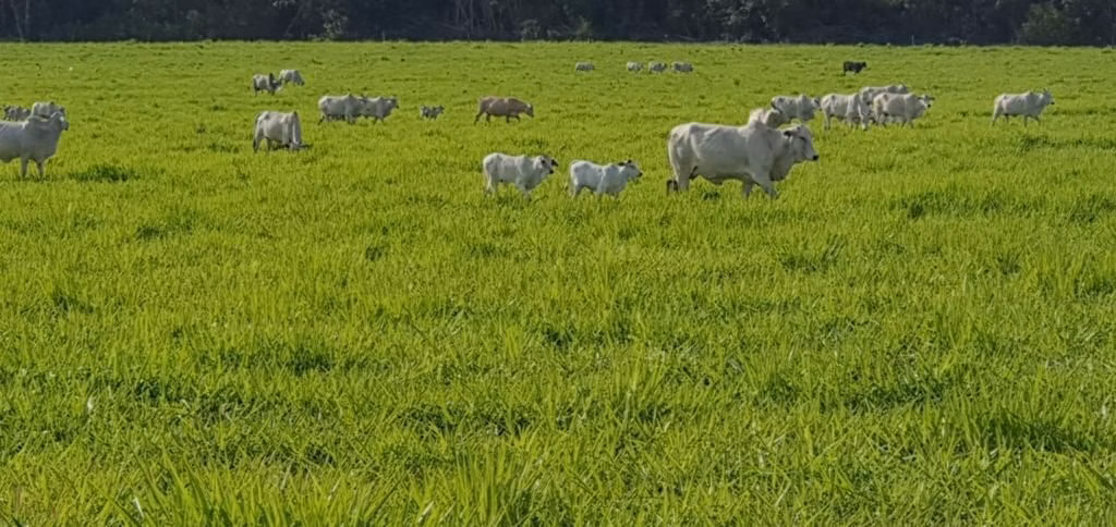 Fazenda de 4.800 ha em Nova Maringá, MT