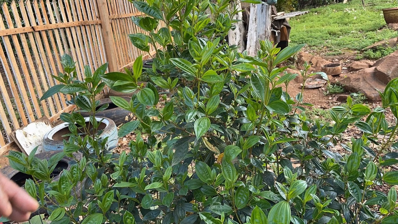 Chácara de 4.300 m² em Santo Antônio da Patrulha, RS