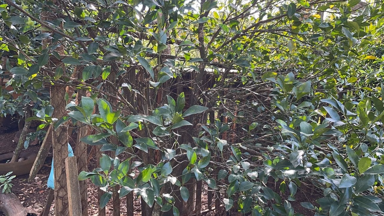 Country home of 1 acres in Santo Antônio da Patrulha, RS, Brazil