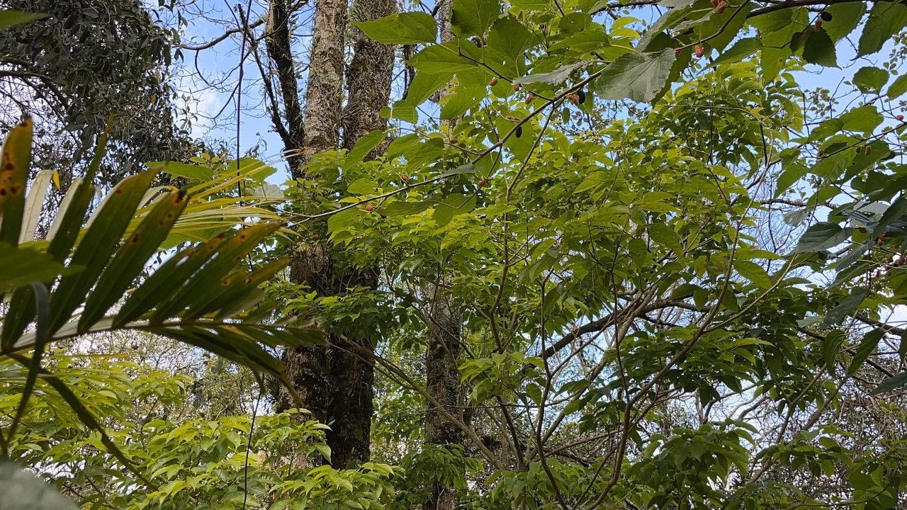 Chácara de 4.300 m² em Santo Antônio da Patrulha, RS