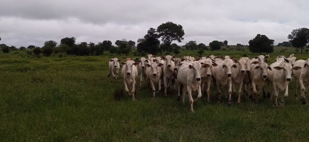 Fazenda de 525 ha em Mundo Novo, GO