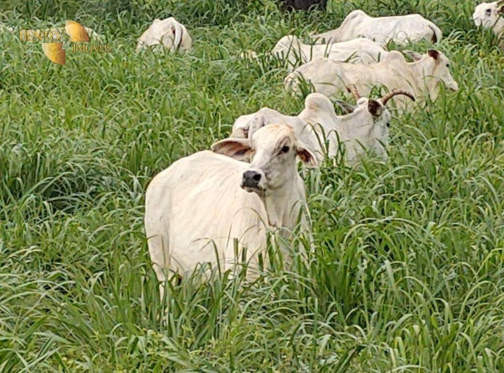 Fazenda de 1.210 ha em Peixe, TO