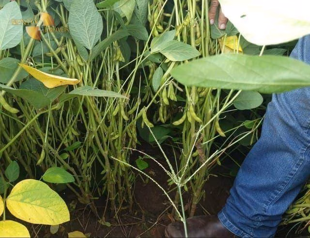 Fazenda de 1.210 ha em Peixe, TO