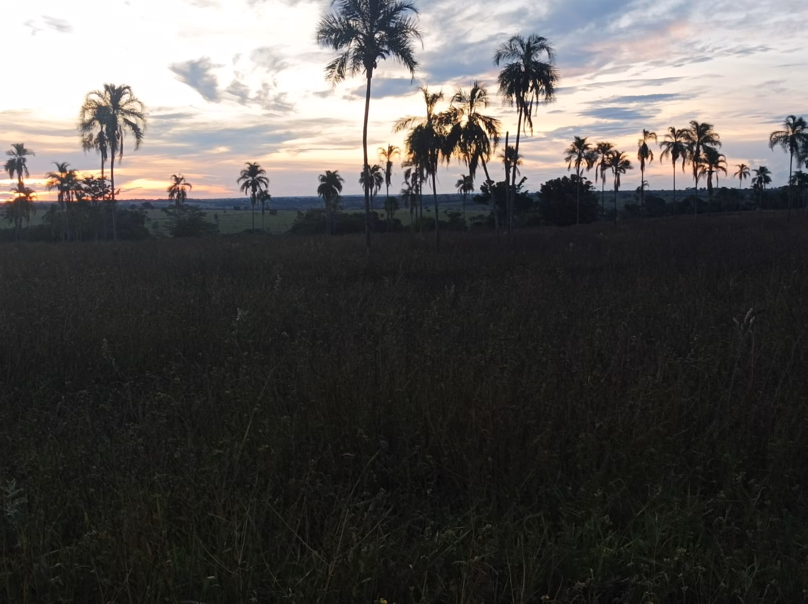 Fazenda de 380 ha em Aparecida do Taboado, MS