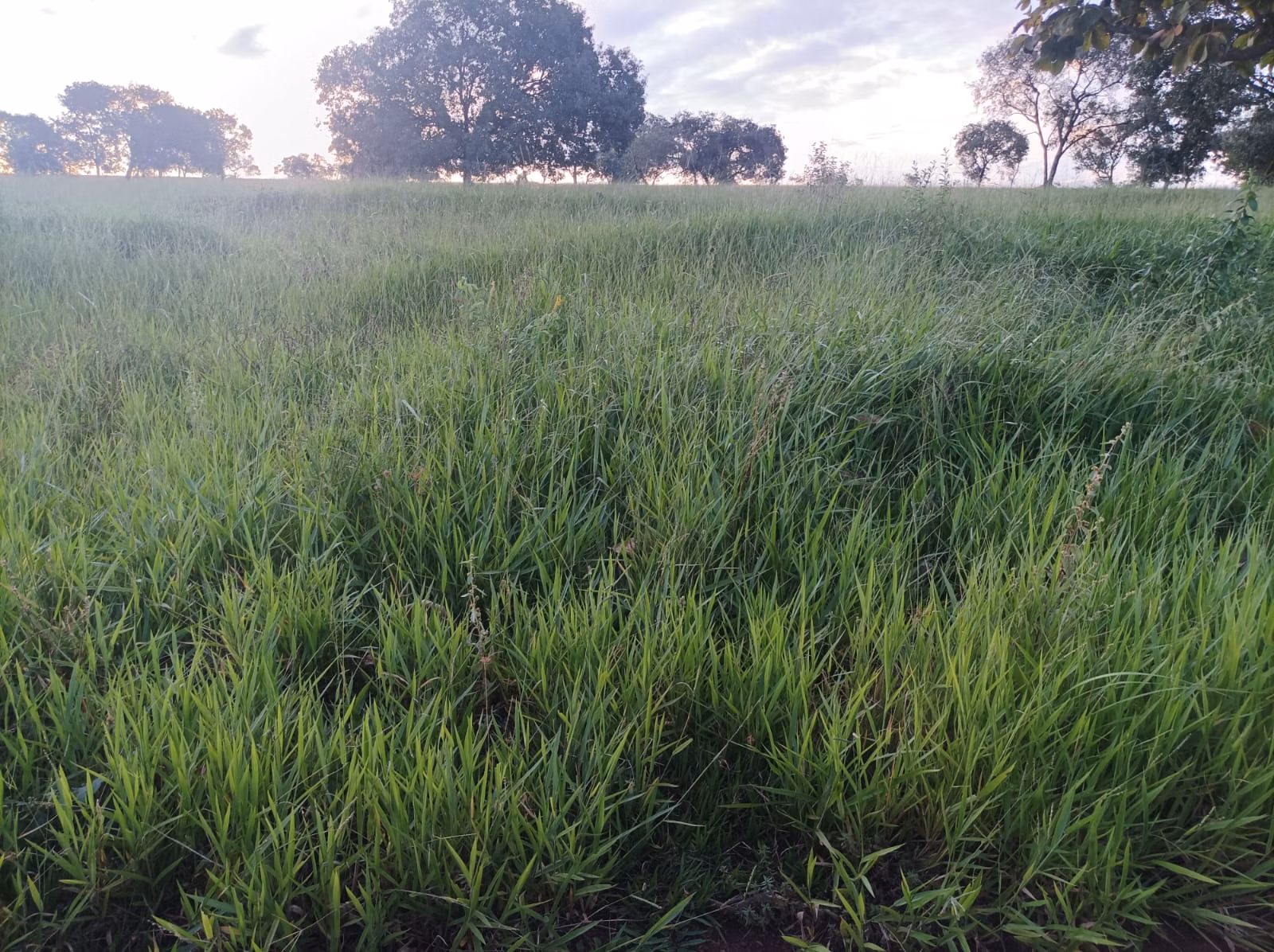 Farm of 939 acres in Aparecida do Taboado, MS, Brazil